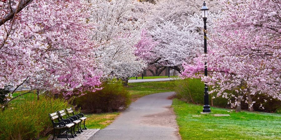 Moonlit Cherry Blossom River - Fri, Mar 01 8PM at Princeton